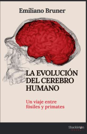 La evolución del cerebro humano